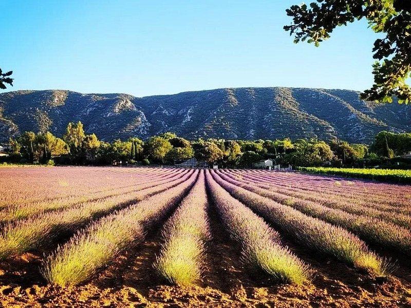 Long rows of lavender running towards a wooded limestone ridge in summer light