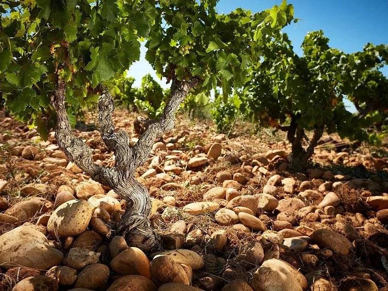 Old bush vines growing out of a bed of large rounded stones in a Rhône vineyard