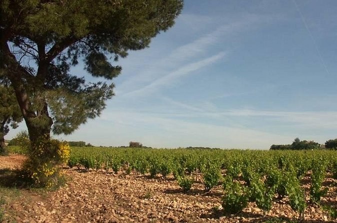 Low vines on flat stony ground under a wide blue sky