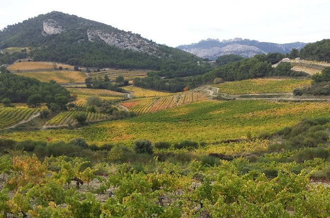 A valley of vineyards below a line of bare limestone hills